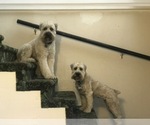 Small Photo #2 Soft Coated Wheaten Terrier Puppy For Sale in SAN DIEGO, CA, USA