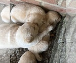 Small #3 Golden Retriever