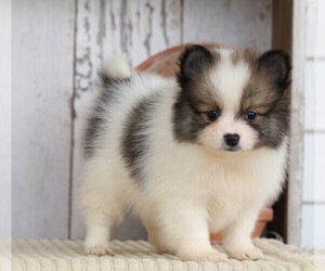 Pomeranian Puppy for sale in FREDERICKSBG, OH, USA