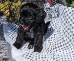 Small #4 Cavapoo