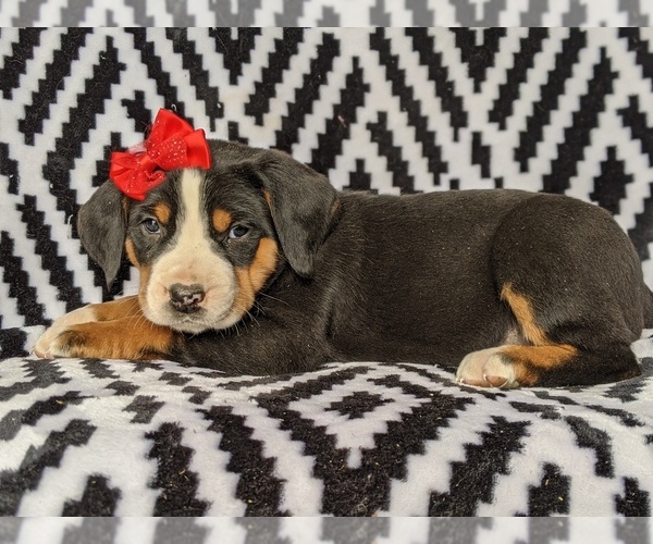 Medium Photo #5 Greater Swiss Mountain Dog Puppy For Sale in CHRISTIANA, PA, USA
