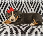 Small Photo #5 Greater Swiss Mountain Dog Puppy For Sale in CHRISTIANA, PA, USA