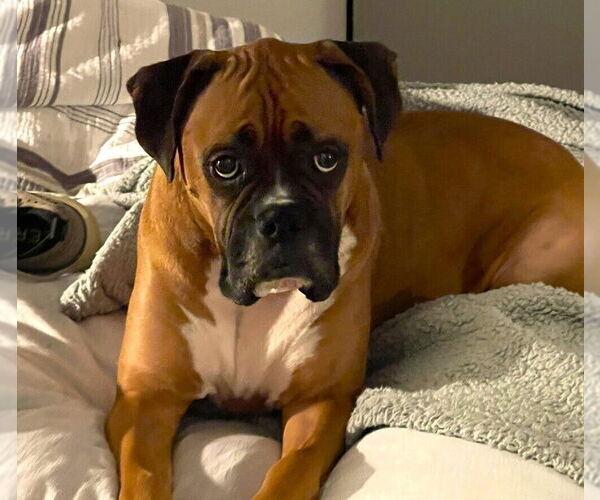 Medium Photo #4 Boxer Puppy For Sale in Austin, TX, USA