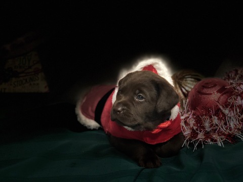 Medium Photo #44 Labrador Retriever Puppy For Sale in MANTECA, CA, USA