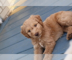 Puppy Doug Goldendoodle