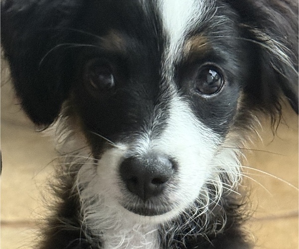 Medium Photo #13 Miniature Australian Shepherd Puppy For Sale in FORT MYERS, FL, USA