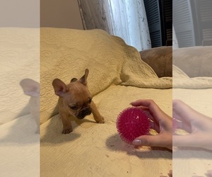 French Bulldog Puppy for sale in JACKSONVILLE, FL, USA