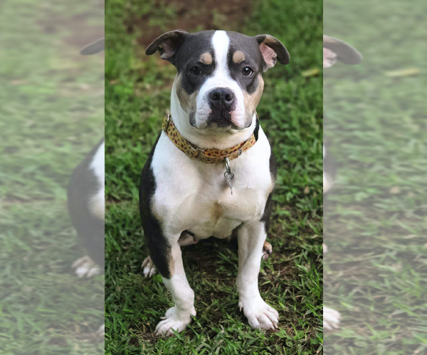 Medium Photo #2 American Bulldog-Unknown Mix Puppy For Sale in Decatur, GA, USA