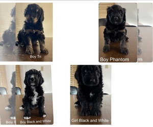 Bernedoodle Puppy for sale in CASPER, WY, USA
