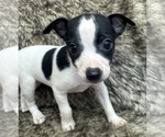 Image preview for Ad Listing. Nickname: Lola