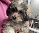 Small Photo #2 Maltipoo (Miniature) Puppy For Sale in PALMDALE, CA, USA