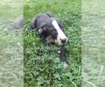 Small #12 Great Dane