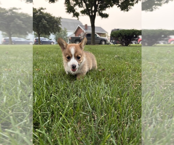 Medium Photo #17 Pembroke Welsh Corgi Puppy For Sale in MILFORD, IN, USA