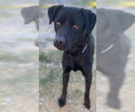 Small #1 Labrador Retriever Mix