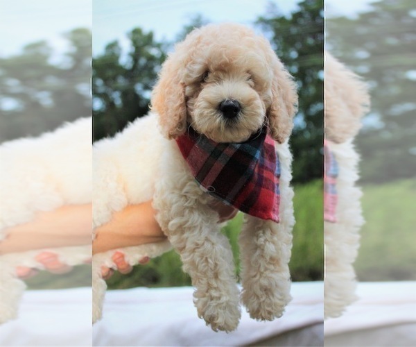 Medium Photo #44 Goldendoodle Puppy For Sale in TIMBERLAKE, NC, USA