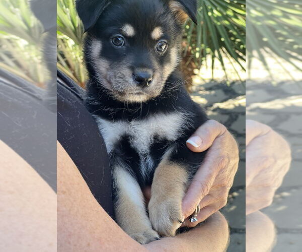 Medium Photo #2 Hava-Apso Puppy For Sale in Dana Point, CA, USA