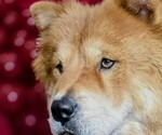 Small Photo #1 Chow Chow Puppy For Sale in RED OAK, TX, USA