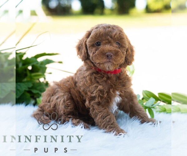 Medium Photo #2 Bichpoo Puppy For Sale in NEWPORT, PA, USA