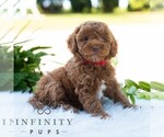 Small #1 Bichpoo
