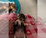 Small Photo #1 Chihuahua Puppy For Sale in CAPE CORAL, FL, USA