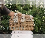 Small #1 Poodle (Toy)