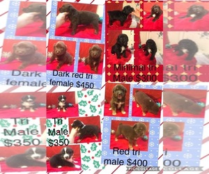 Australian Shepherd Puppy for sale in SENATOBIA, MS, USA