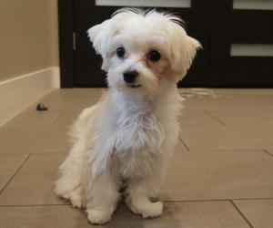 Maltese Puppy for Sale in SAN JOSE, California USA