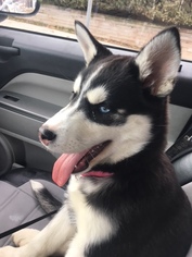 Siberian Husky Puppy for sale in FAIRVIEW, NJ, USA