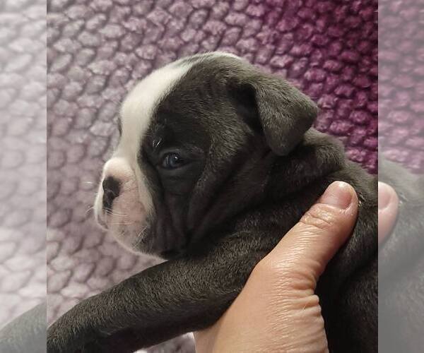 Medium Photo #5 Olde English Bulldogge Puppy For Sale in ATHOL, ID, USA
