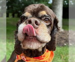 Chip - Male Cocker Spaniel Dog for Adoption - Small photo