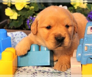 Golden Retriever Puppy for sale in JONES, MI, USA