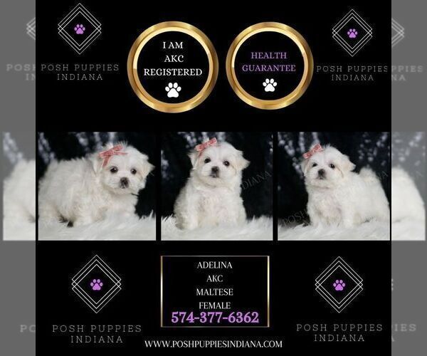 Medium Photo #2 Maltese Puppy For Sale in WARSAW, IN, USA