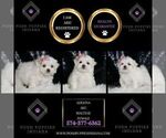 Small #1 Maltese
