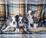 Small Photo #20 Boston Terrier Puppy For Sale in MINERAL WELLS, WV, USA