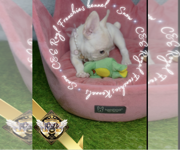 Medium Photo #10 French Bulldog Puppy For Sale in ATHENS, GA, USA