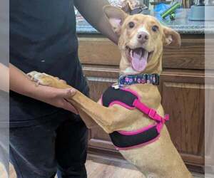 Feist Terrier-Unknown Mix Dogs for adoption in Cookeville, TN, USA