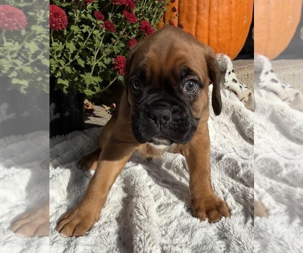 Medium Photo #5 Boxer Puppy For Sale in JOHNSON, NE, USA
