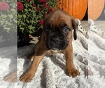 Creed - Male Boxer Puppy for Sale - Photo #5