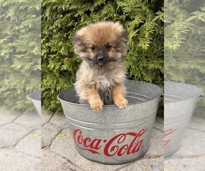 Pomeranian Puppy for sale in MIDDLEBURY, IN, USA