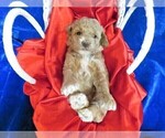 Small Photo #10 Goldendoodle (Miniature) Puppy For Sale in GROVESPRING, MO, USA