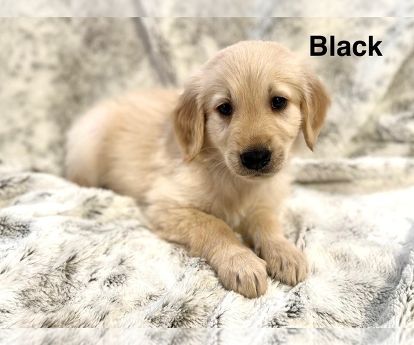 Medium Photo #2 Golden Retriever Puppy For Sale in ALEXANDER, AR, USA