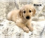 Small #1 Golden Retriever