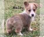 Small Photo #3 Pembroke Welsh Corgi Puppy For Sale in BEULAVILLE, NC, USA