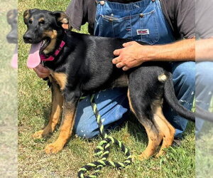 German Shepherd Dog-Unknown Mix Dogs for adoption in Rustburg, VA, USA