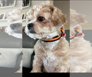 Father of the Poodle (Miniature)-Zuchon Mix puppies born on 05/03/2026