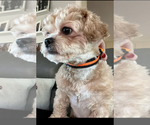 Small Photo #1 Poodle (Miniature)-Zuchon Mix Puppy For Sale in HTFD, CT, USA