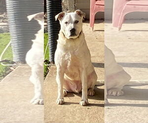 Sinatra - Male American Bulldog Dog for Adoption - Photo #7