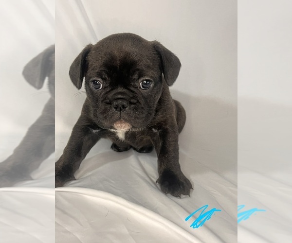 Medium Photo #15 French Bulldog Puppy For Sale in JOLIET, IL, USA