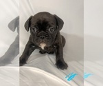 Small #14 French Bulldog