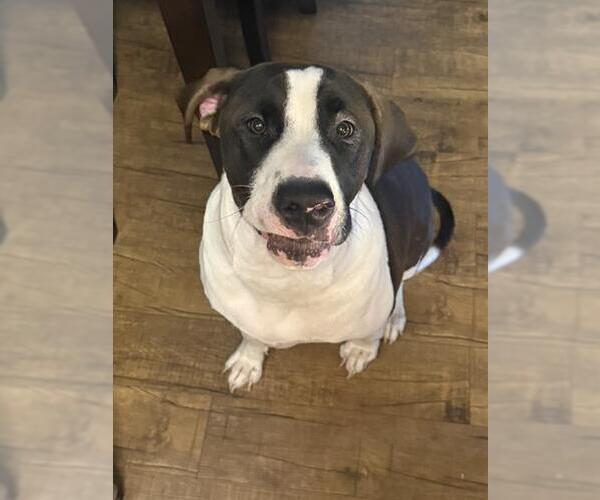 Medium Photo #1 Mutt Puppy For Sale in Camarillo, CA, USA